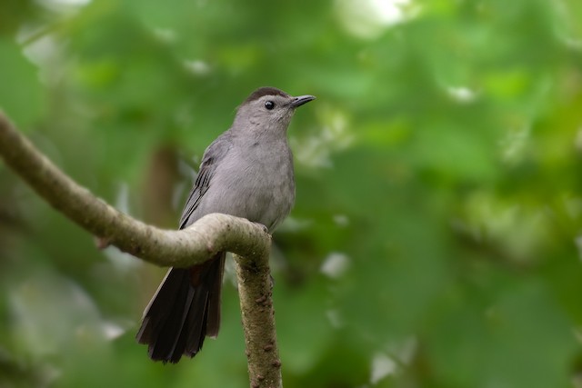 Gray Catbird