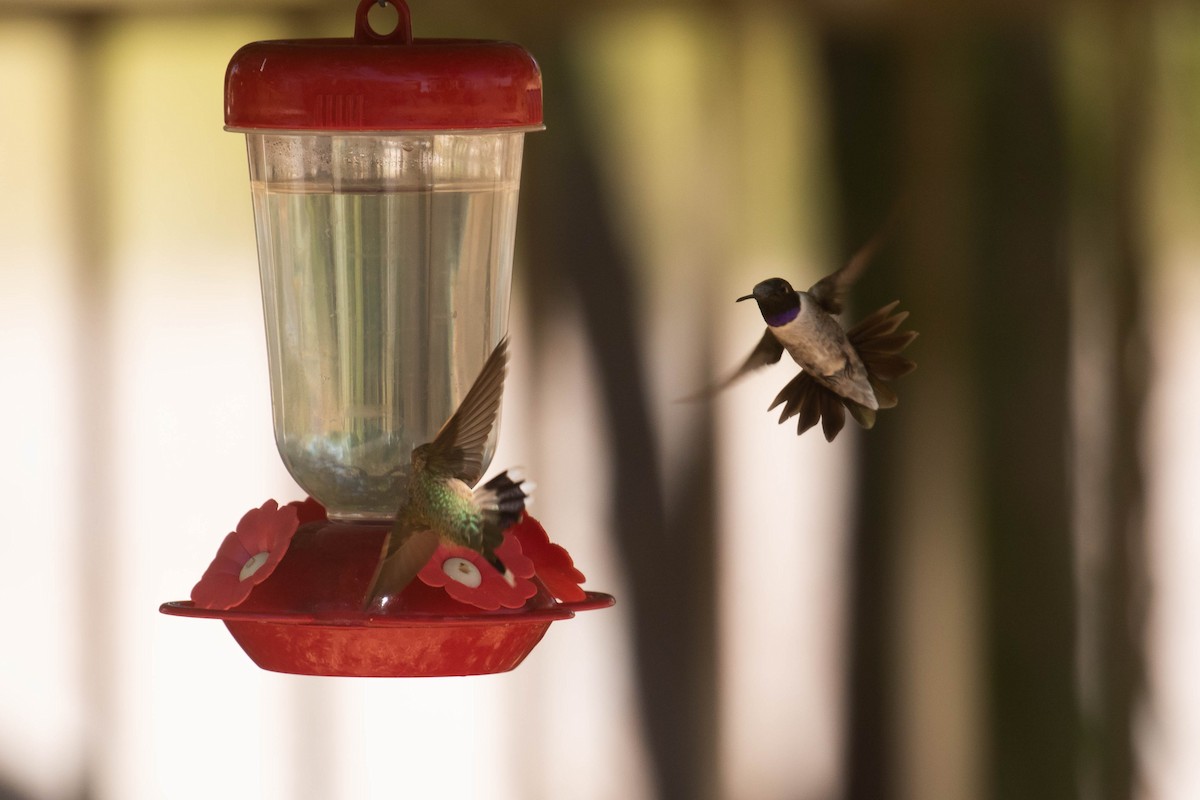 Black-chinned Hummingbird - ML289040671