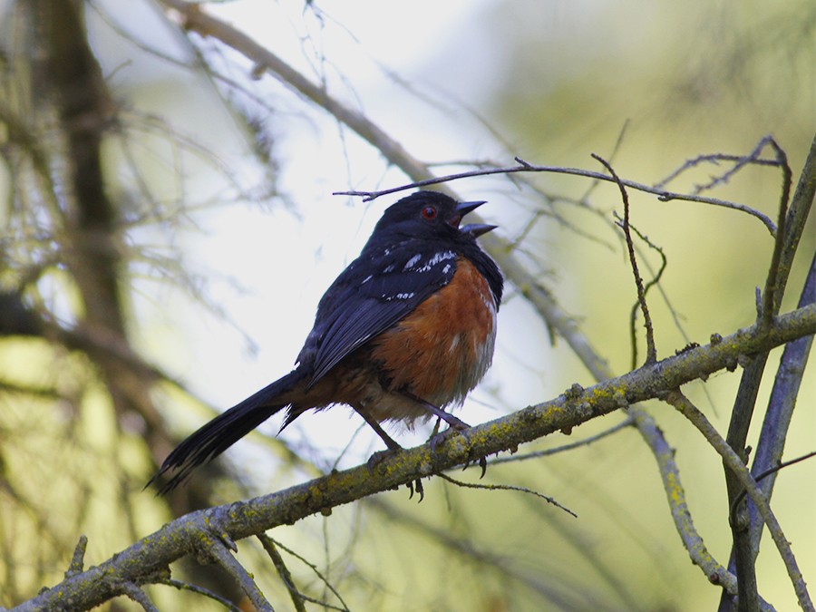 Spotted Towhee - ML289042591
