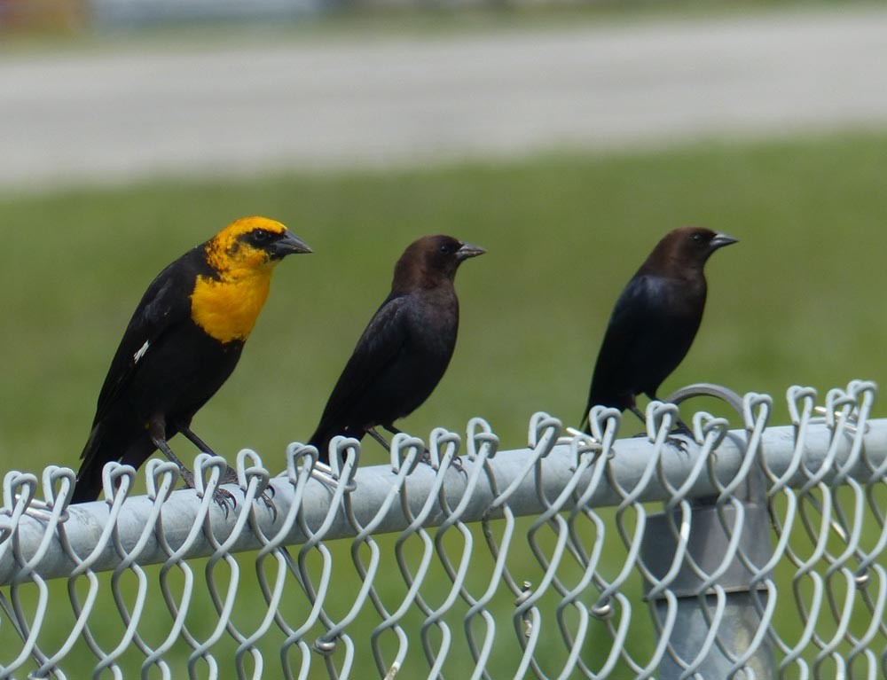 Yellow-headed Blackbird - Paul Prappas