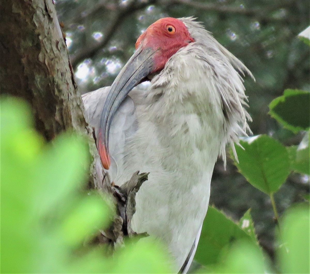 Crested Ibis - ML289047591