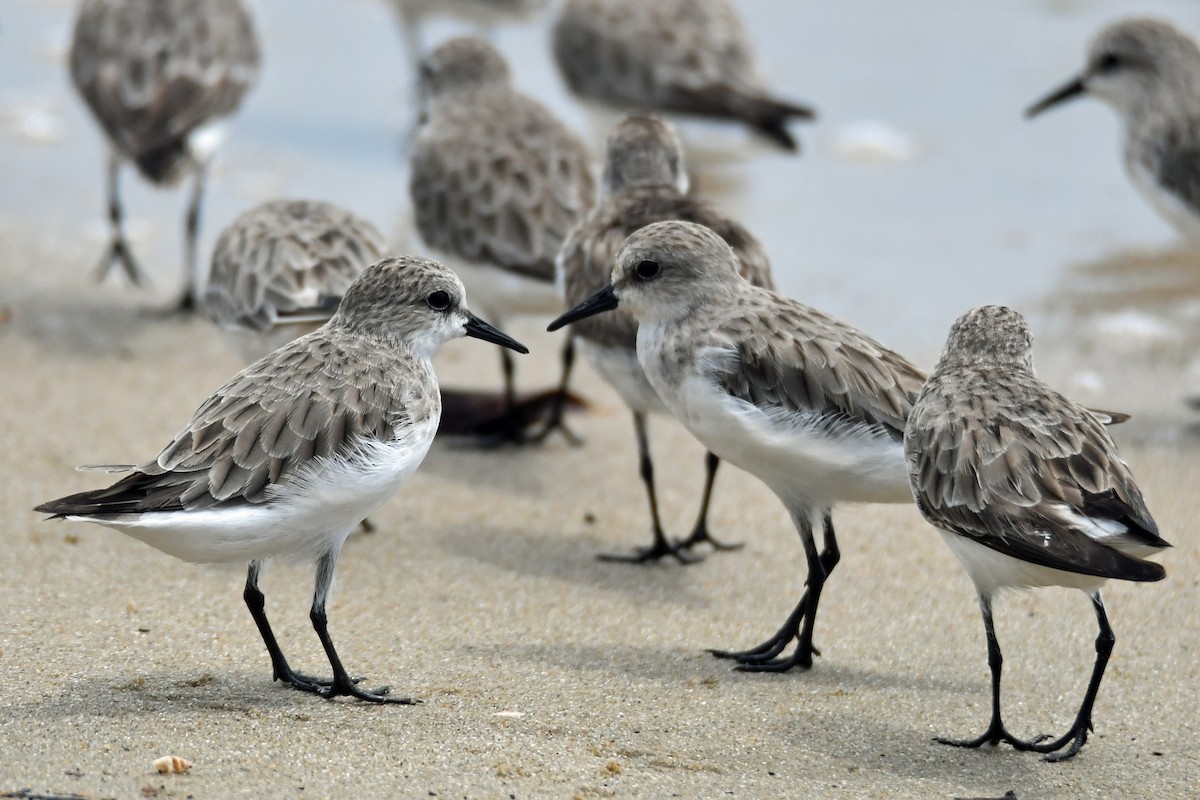 Red-necked Stint - Peter & Shelly Watts