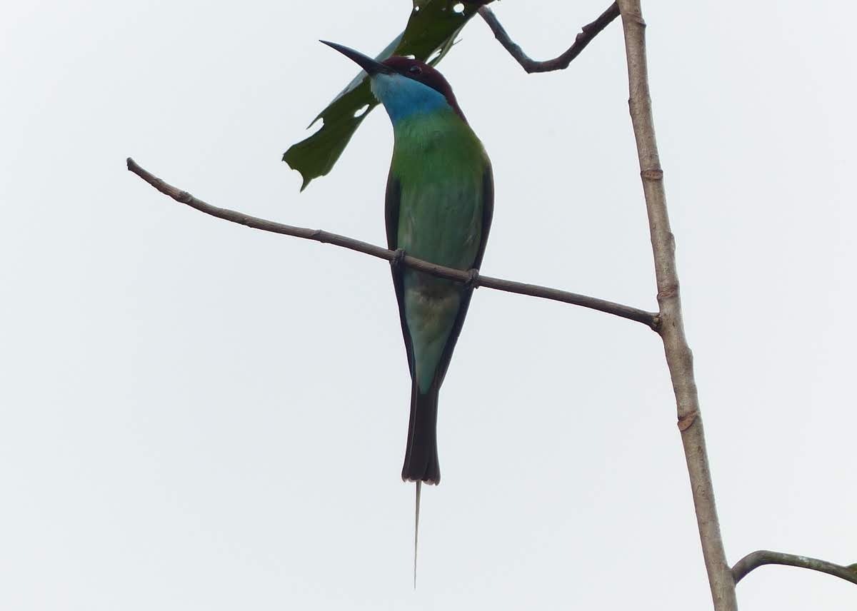 Blue-throated Bee-eater - Andy Frank
