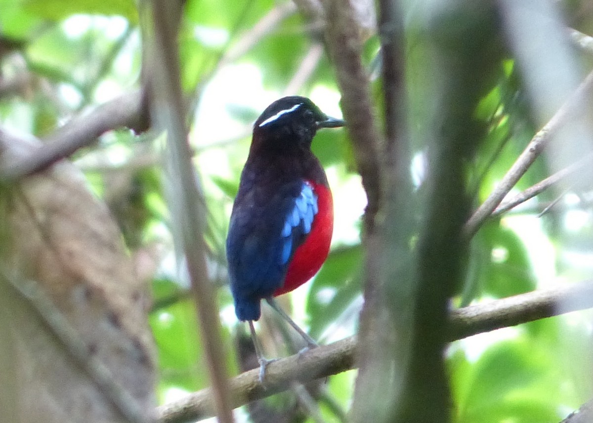 Black-crowned Pitta - Andy Frank