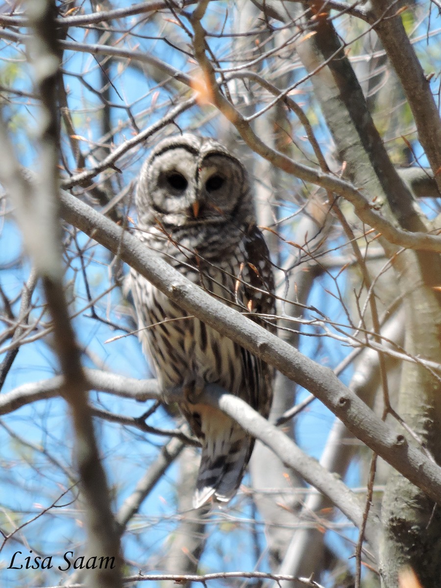 Barred Owl - ML28905811