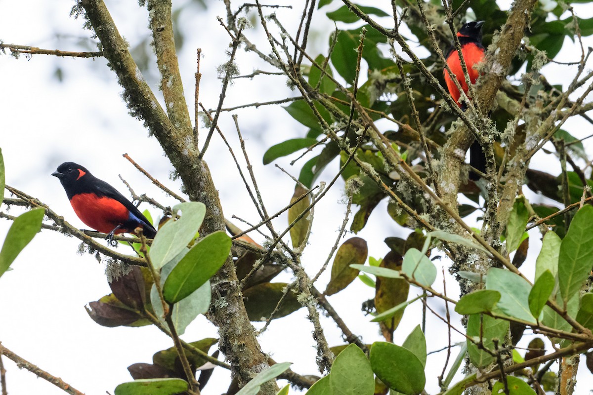 Scarlet-bellied Mountain Tanager - ML28905961