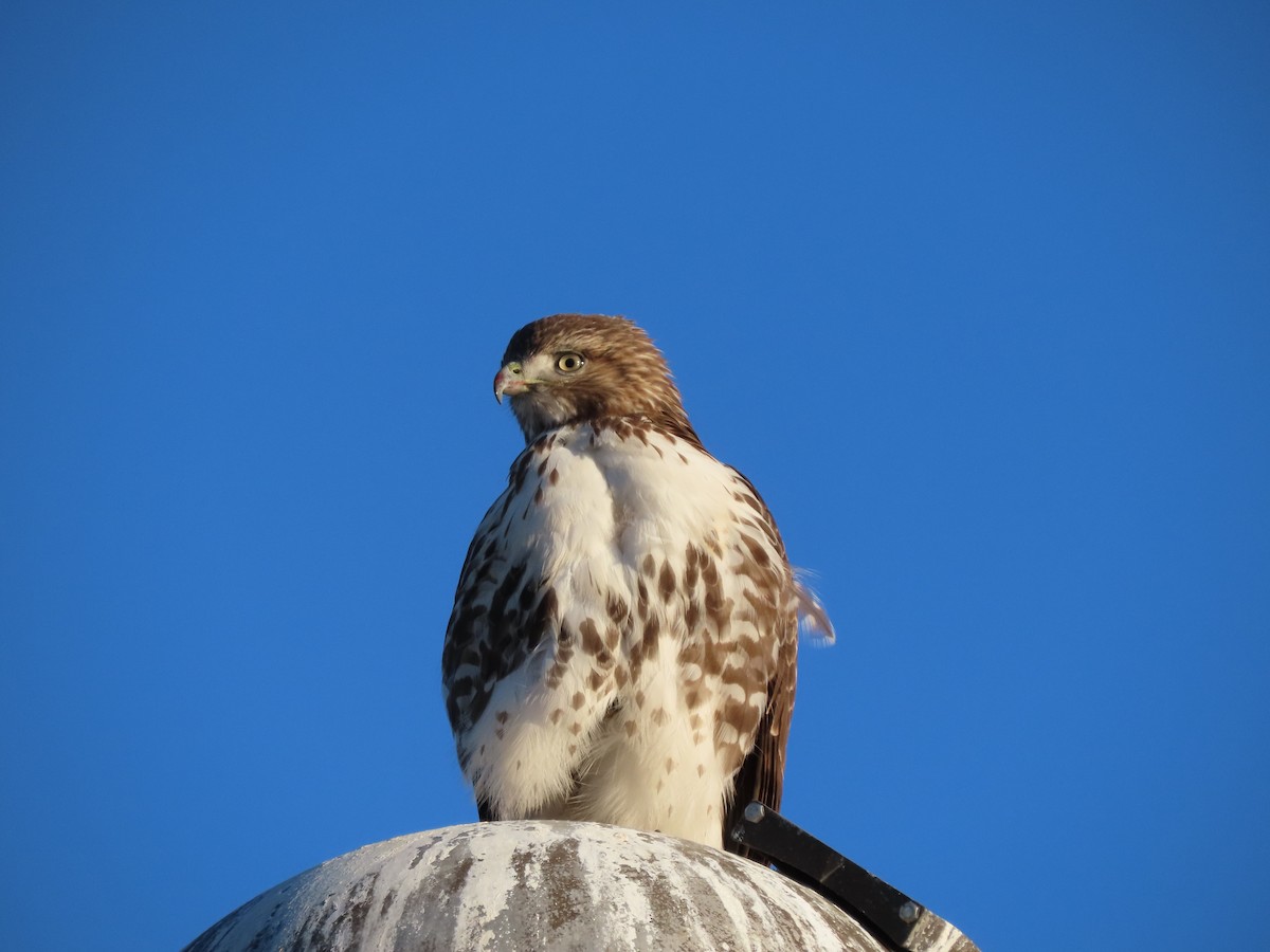 Red-tailed Hawk - ML289063451