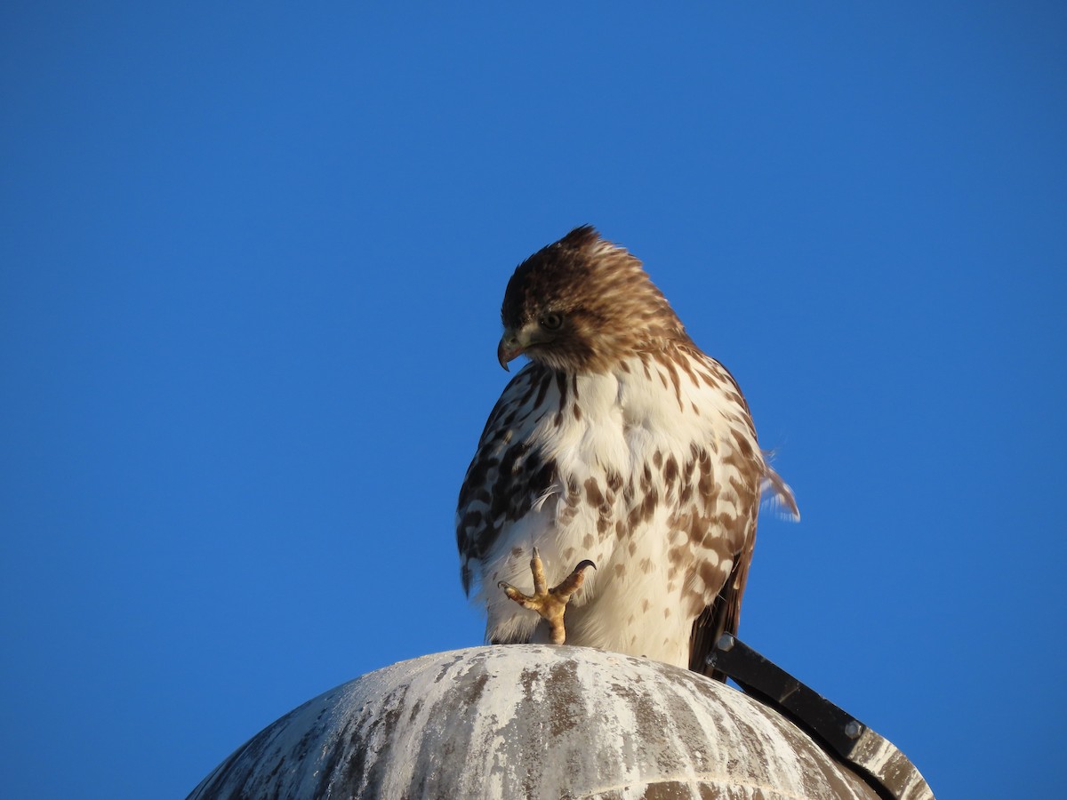 Red-tailed Hawk - ML289064081