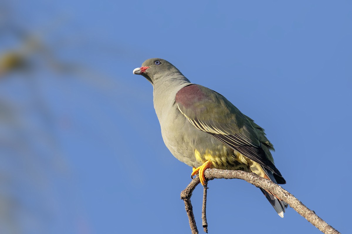 Pemba Green-Pigeon - ML289064131