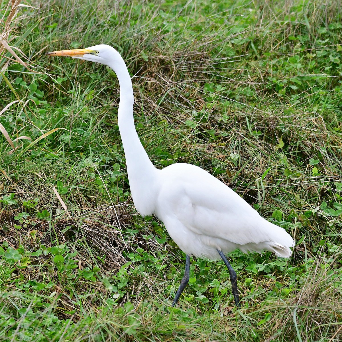 Great Egret - Sia McGown