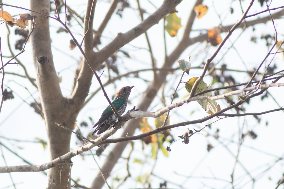 Asian Emerald Cuckoo - Andreas Boe