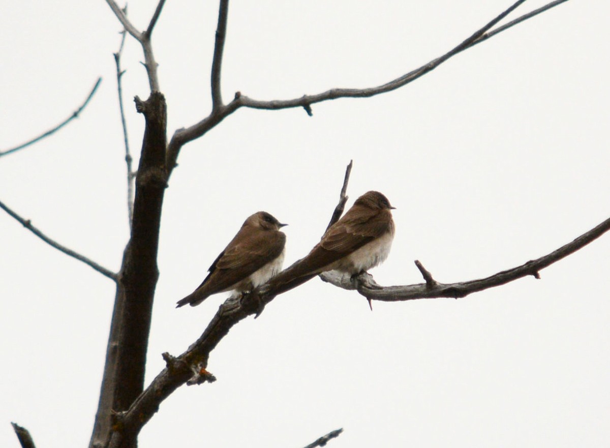 Northern Rough-winged Swallow - ML28907041
