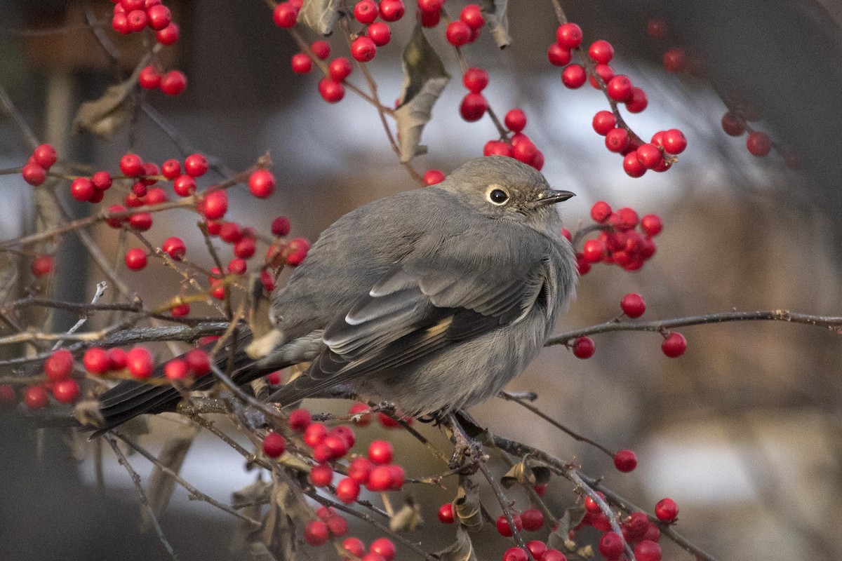 Townsend's Solitaire - ML289071011