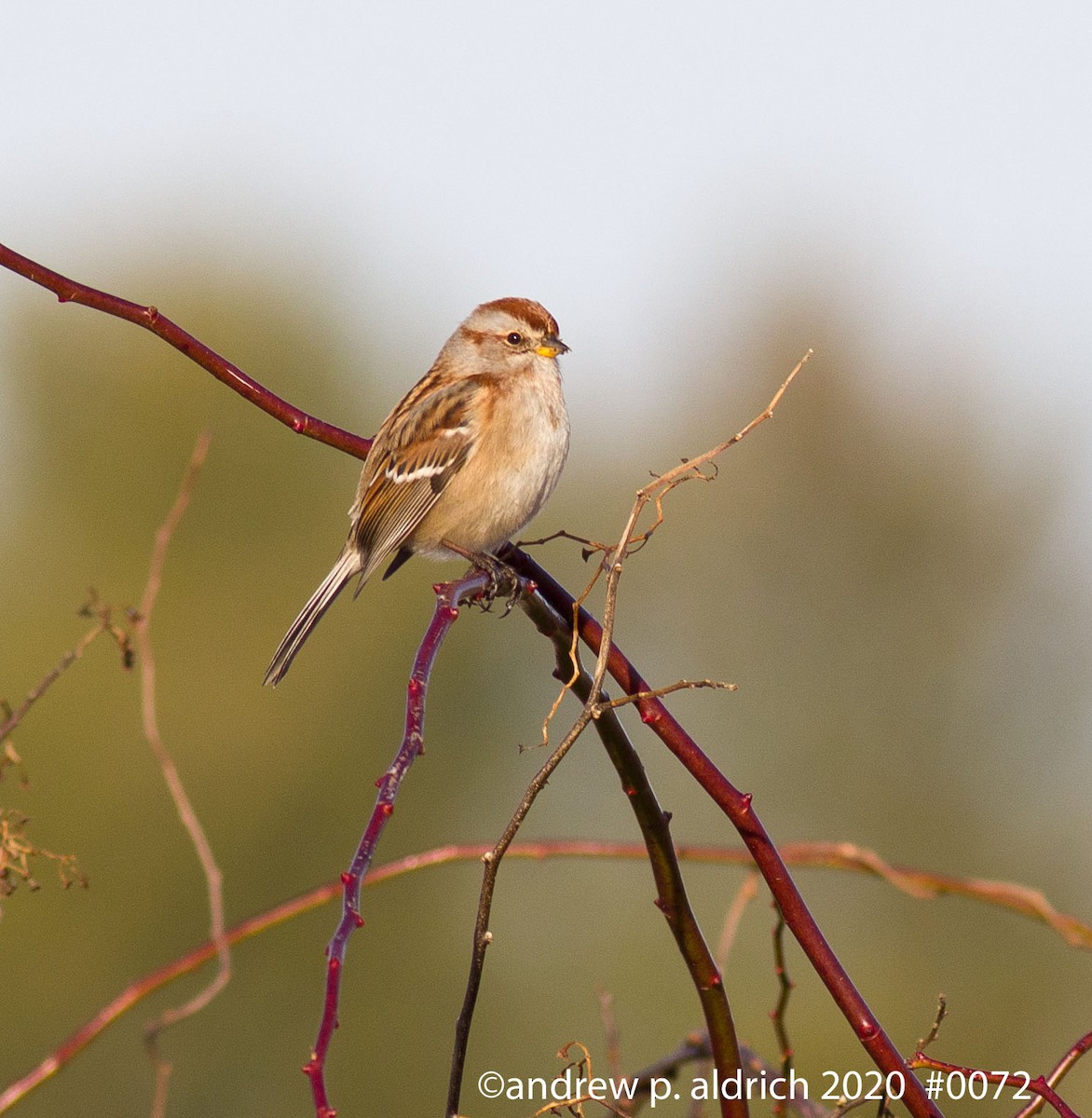 American Tree Sparrow - ML289072681