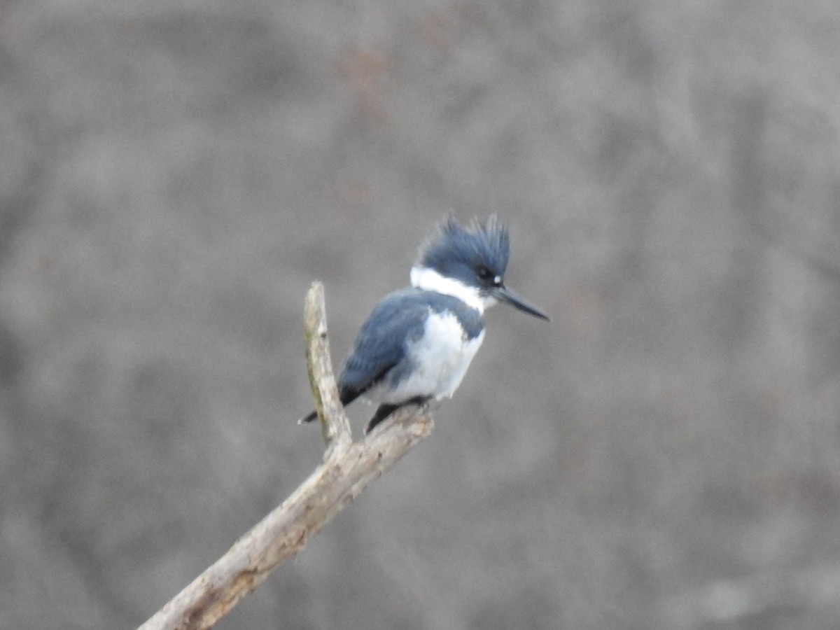 Belted Kingfisher - ML289076931