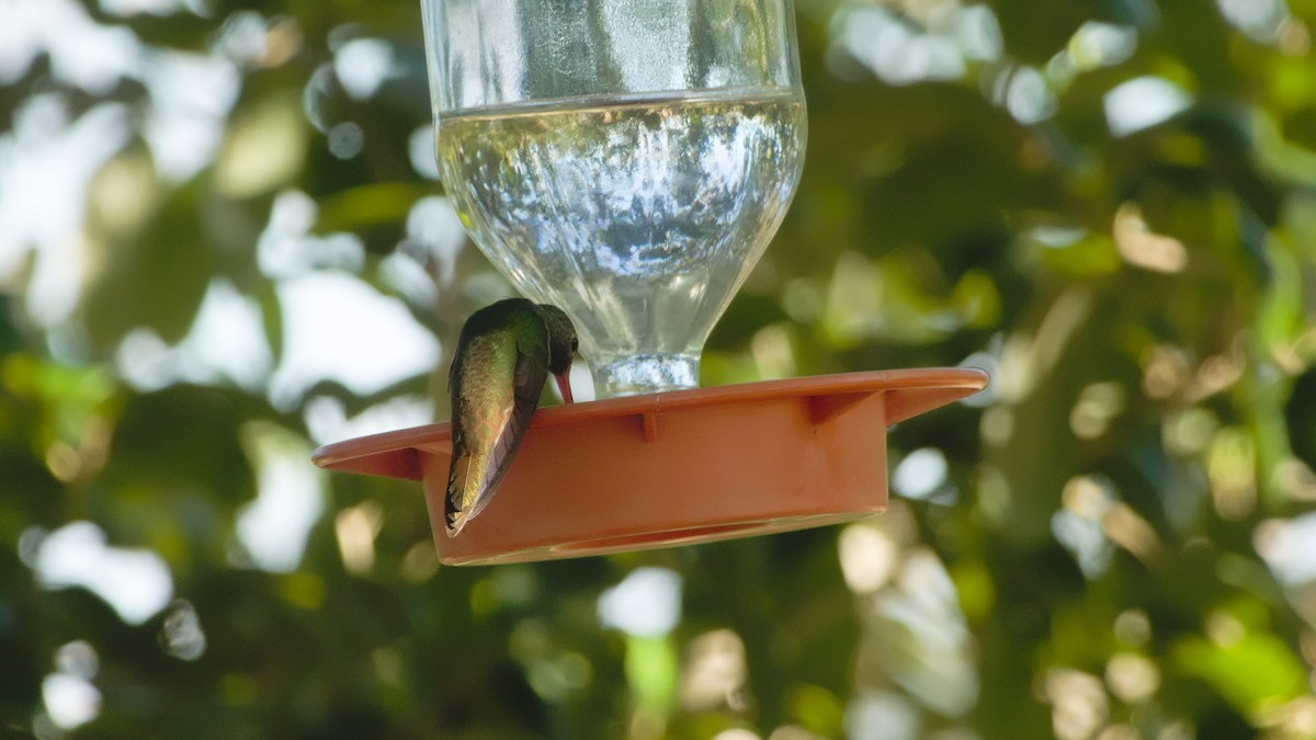 Buff-bellied Hummingbird - Mark Terry