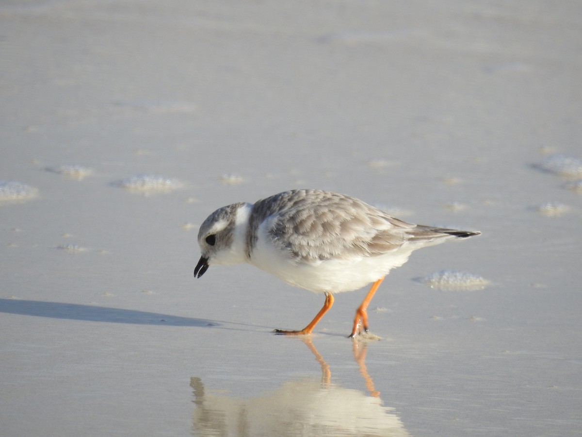 Piping Plover - ML289087391