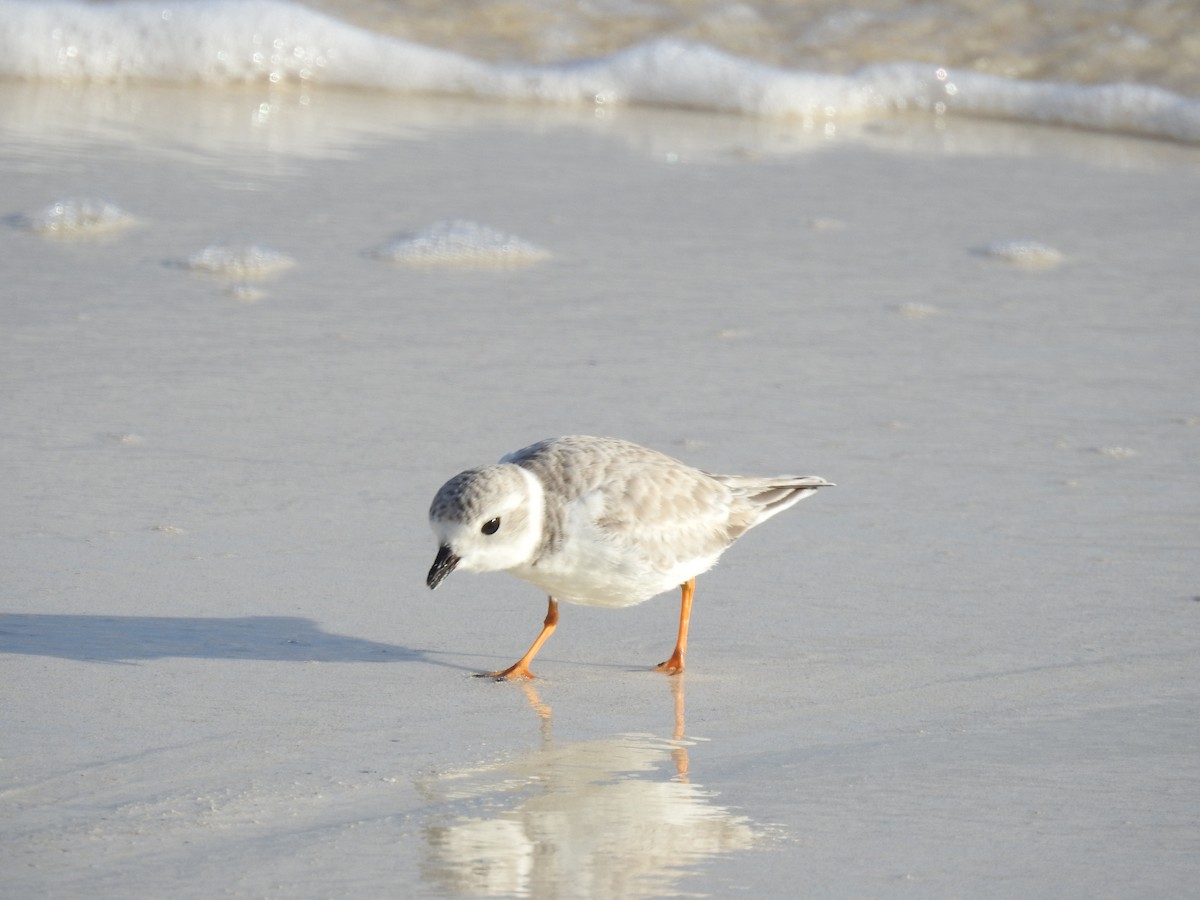 Piping Plover - ML289087431