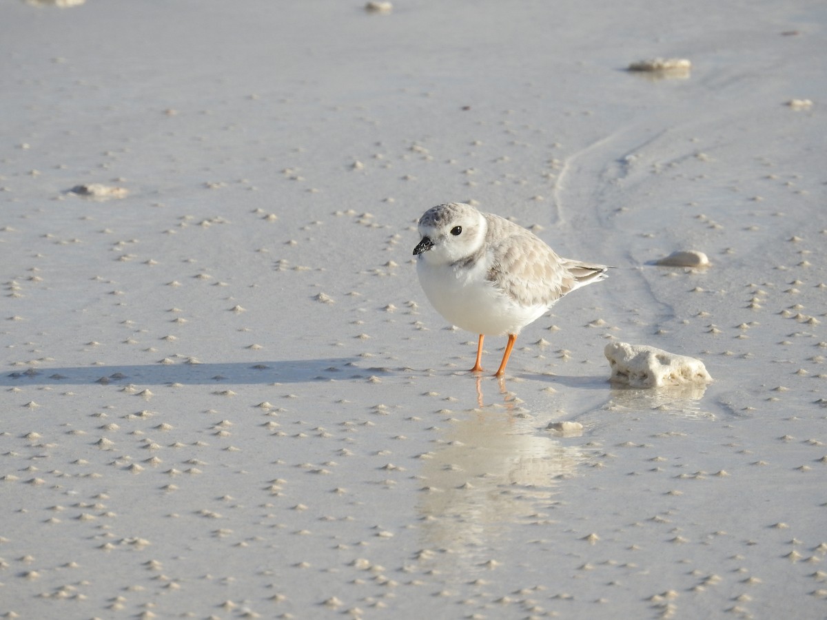 Piping Plover - ML289087461