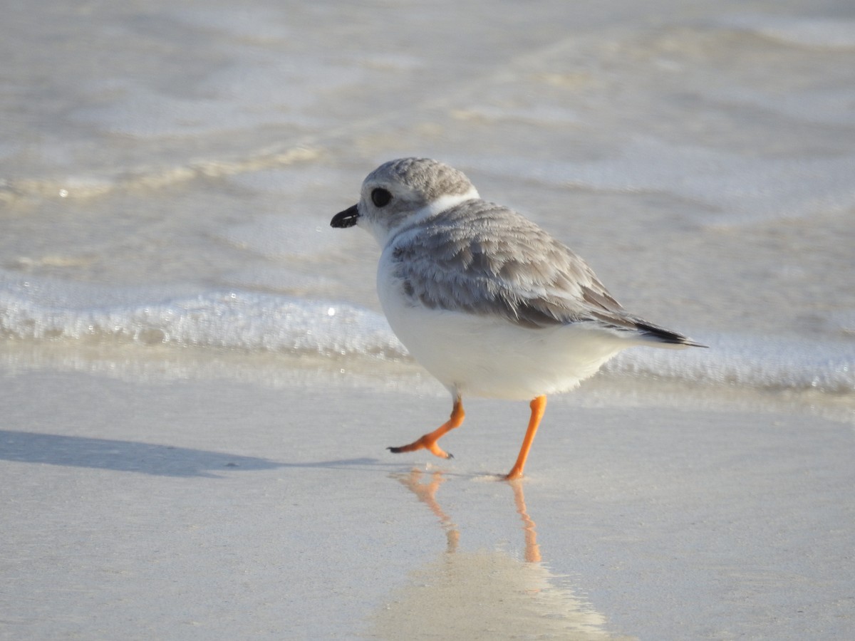 Piping Plover - ML289087491