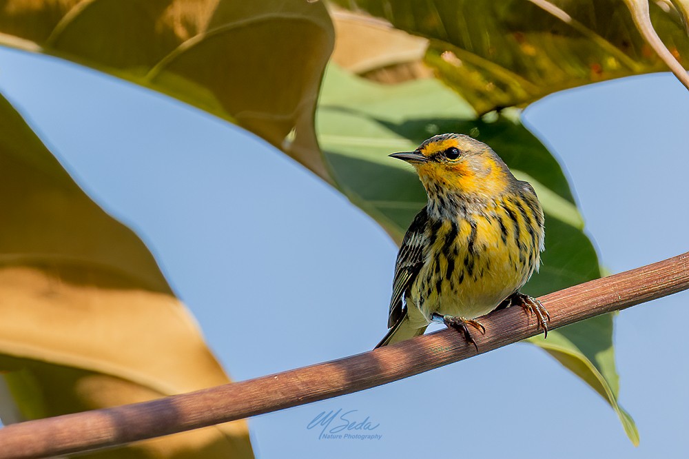 Cape May Warbler - ML289087951