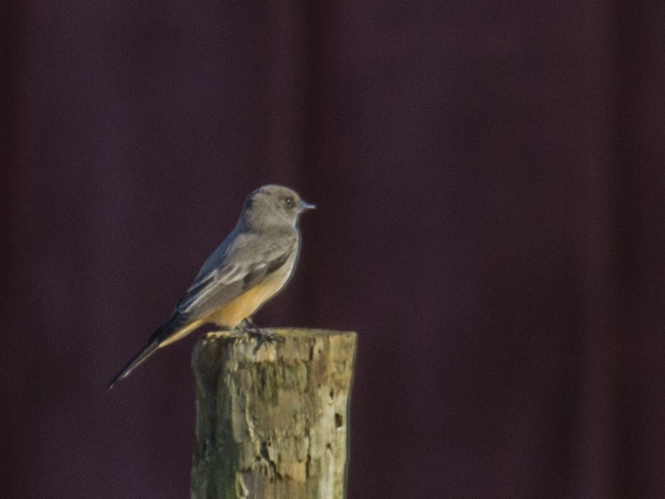 Say's Phoebe - Geoff Hill