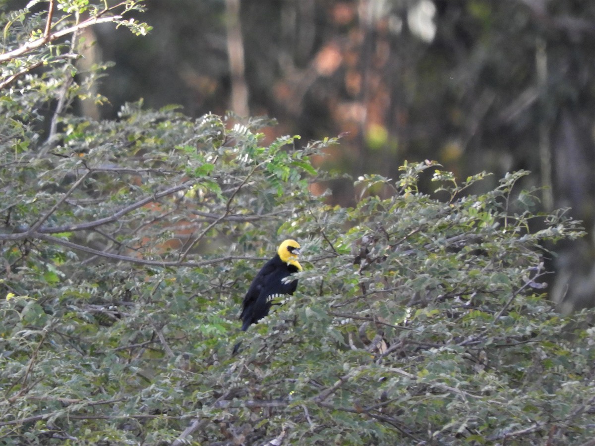 Yellow-hooded Blackbird - ML289092401