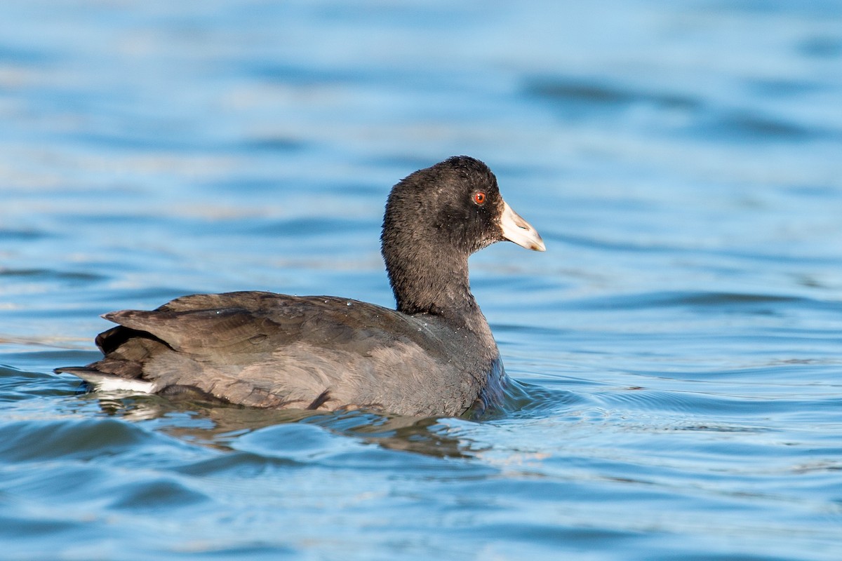 American Coot (Red-shielded) - ML289092751