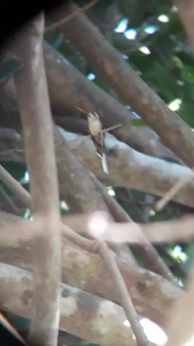Боливийский колибри-отшельник - ML289094951