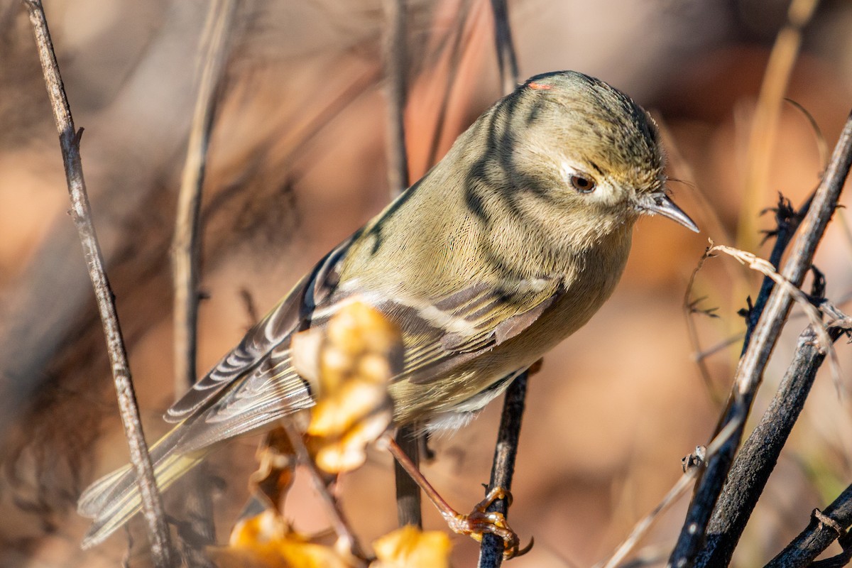 Ruby-crowned Kinglet - Connor Cochrane