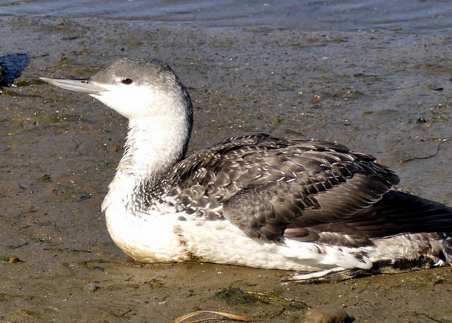 Red-throated Loon - ML289097061