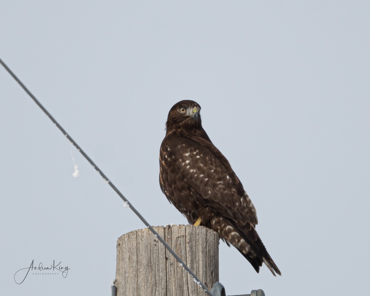 Red-tailed Hawk - Andrea King
