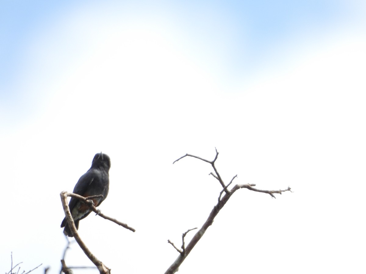 Swallow-winged Puffbird - ML289100171