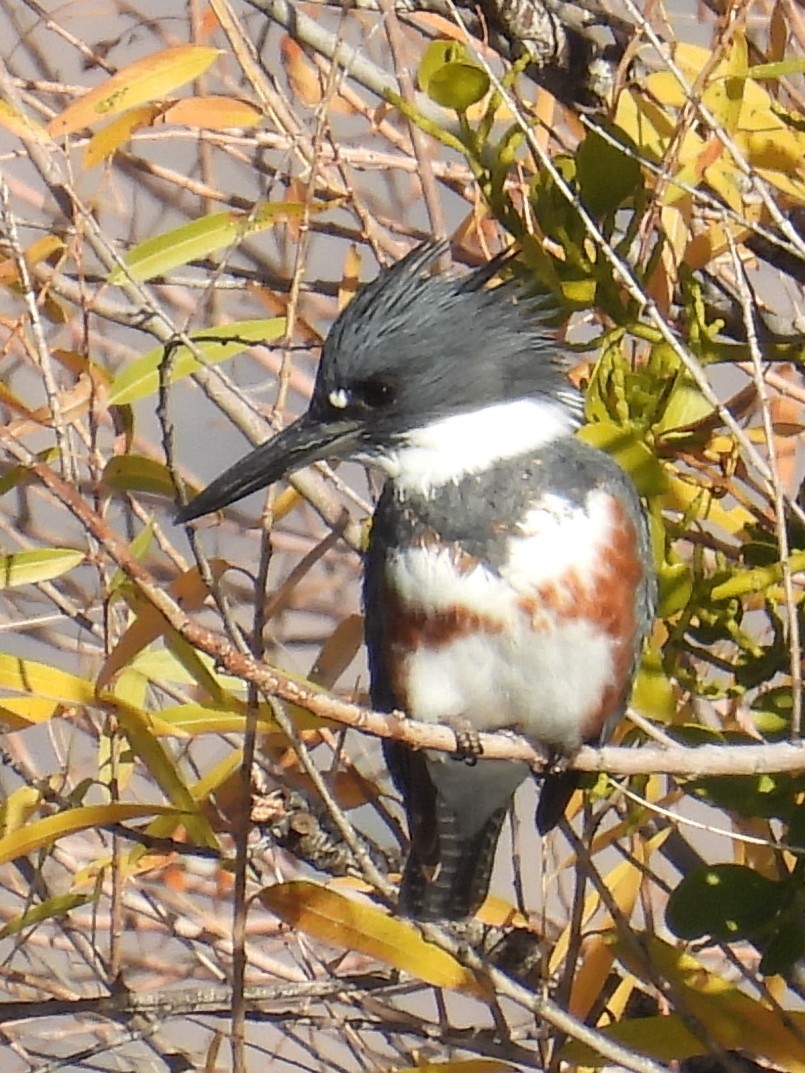 eBird Checklist 18 Dec 2020 Box Bar Recreation Site 21 species