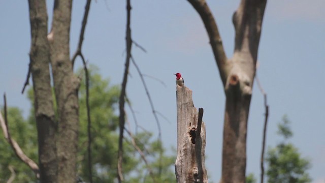 Red-headed Woodpecker - ML289103711