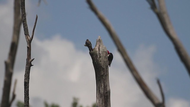Red-headed Woodpecker - ML289103931
