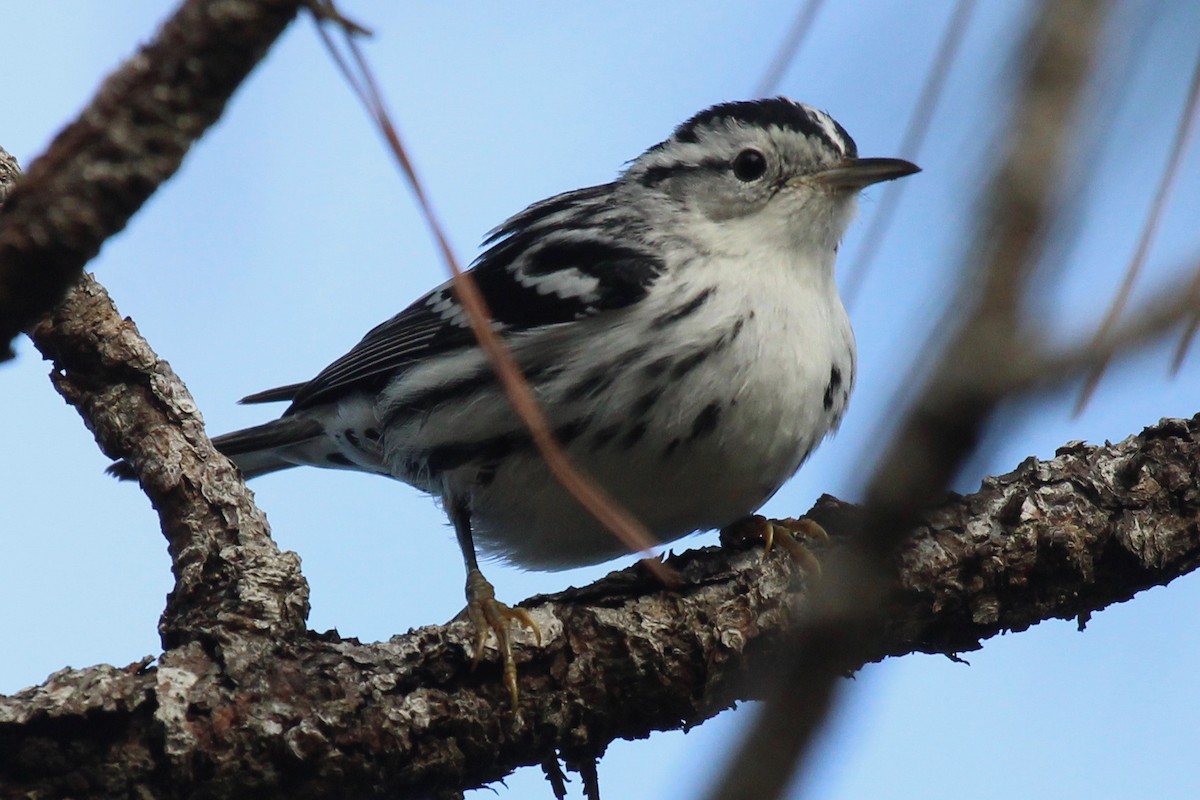 Black-and-white Warbler - ML289106151