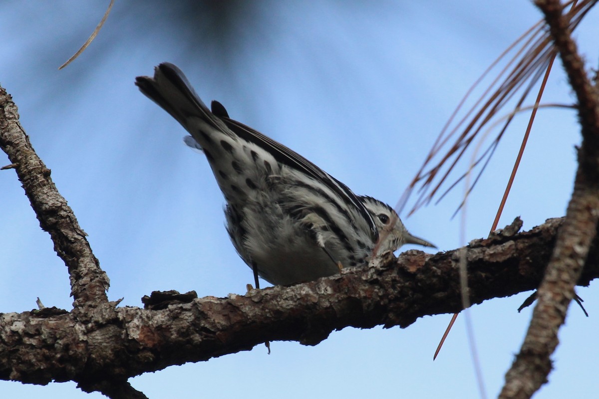 Black-and-white Warbler - ML289106161