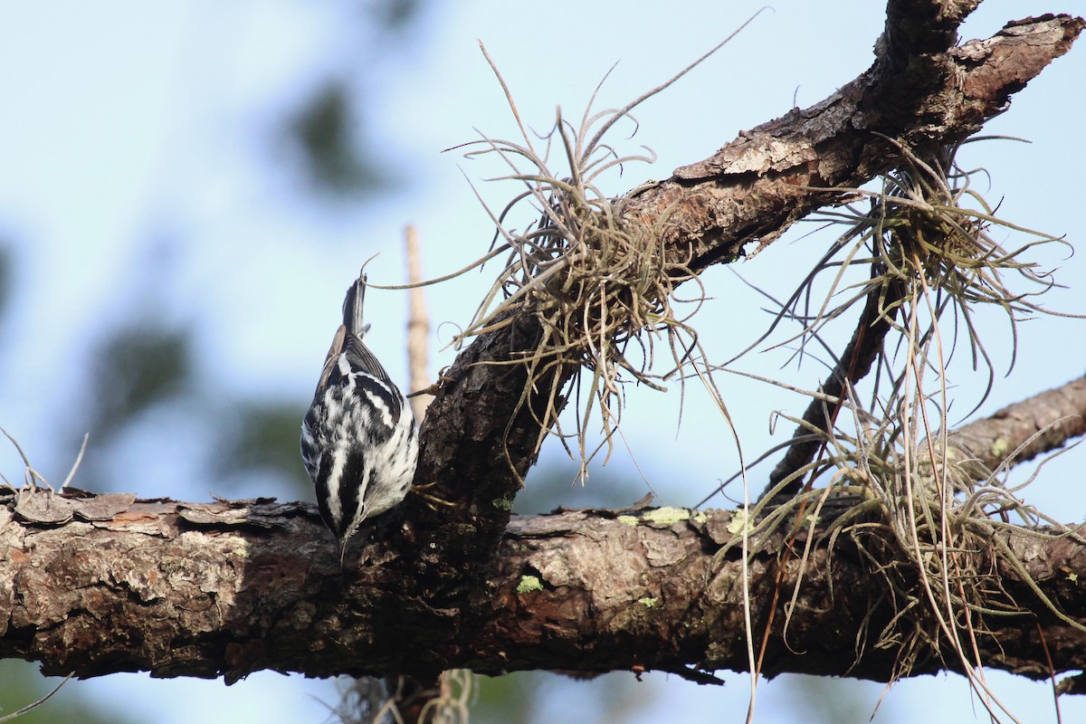 Black-and-white Warbler - ML289106181
