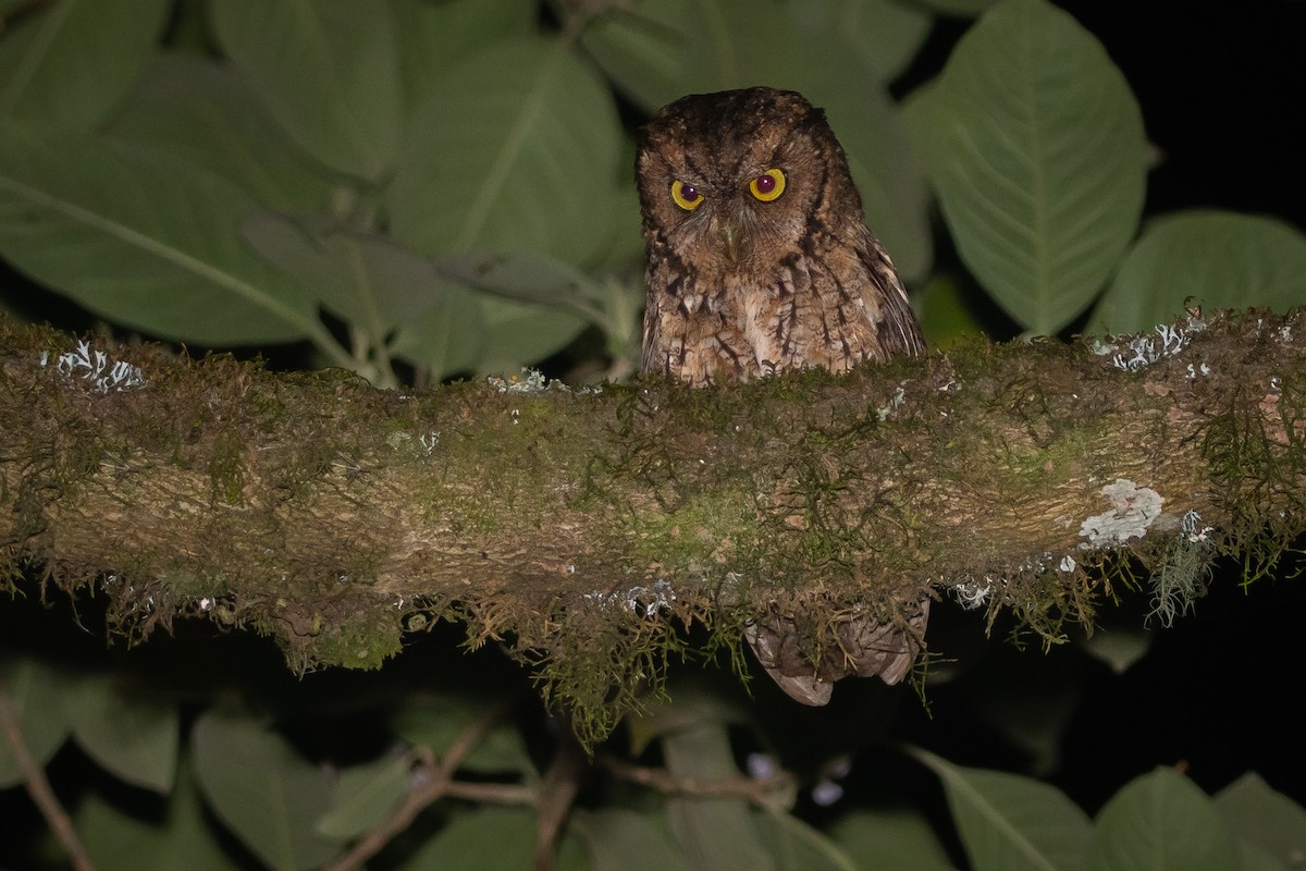 Montane Forest Screech-Owl - ML289107331