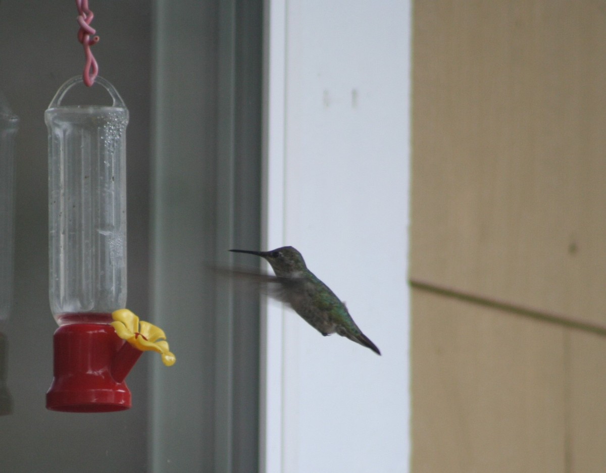 Anna's x Calliope Hummingbird (hybrid) - ML289107791