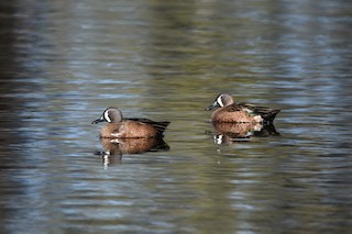 Blue-winged Teal, ML289112411