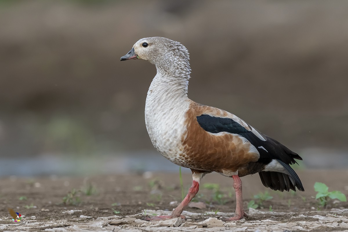 Orinoco Goose - fernando Burgalin Sequeria
