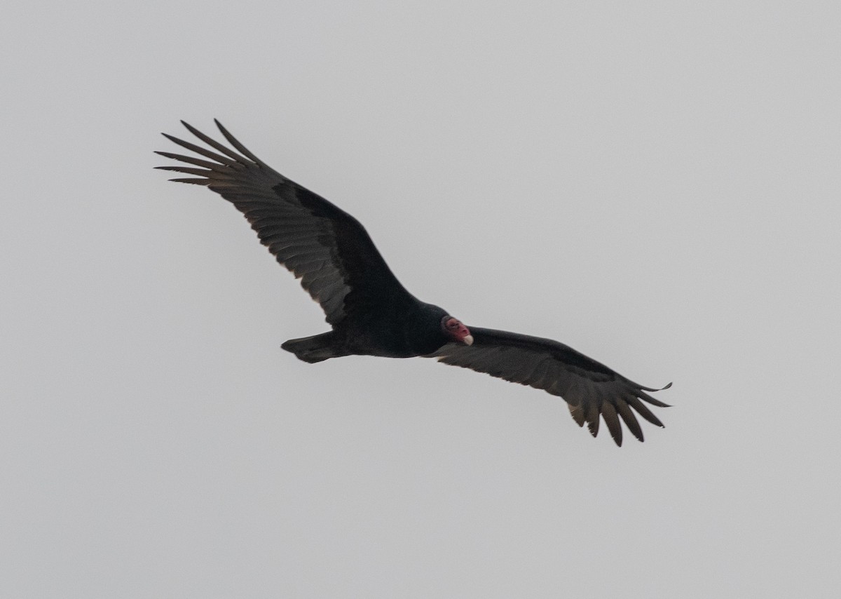 Turkey Vulture - ML289116051