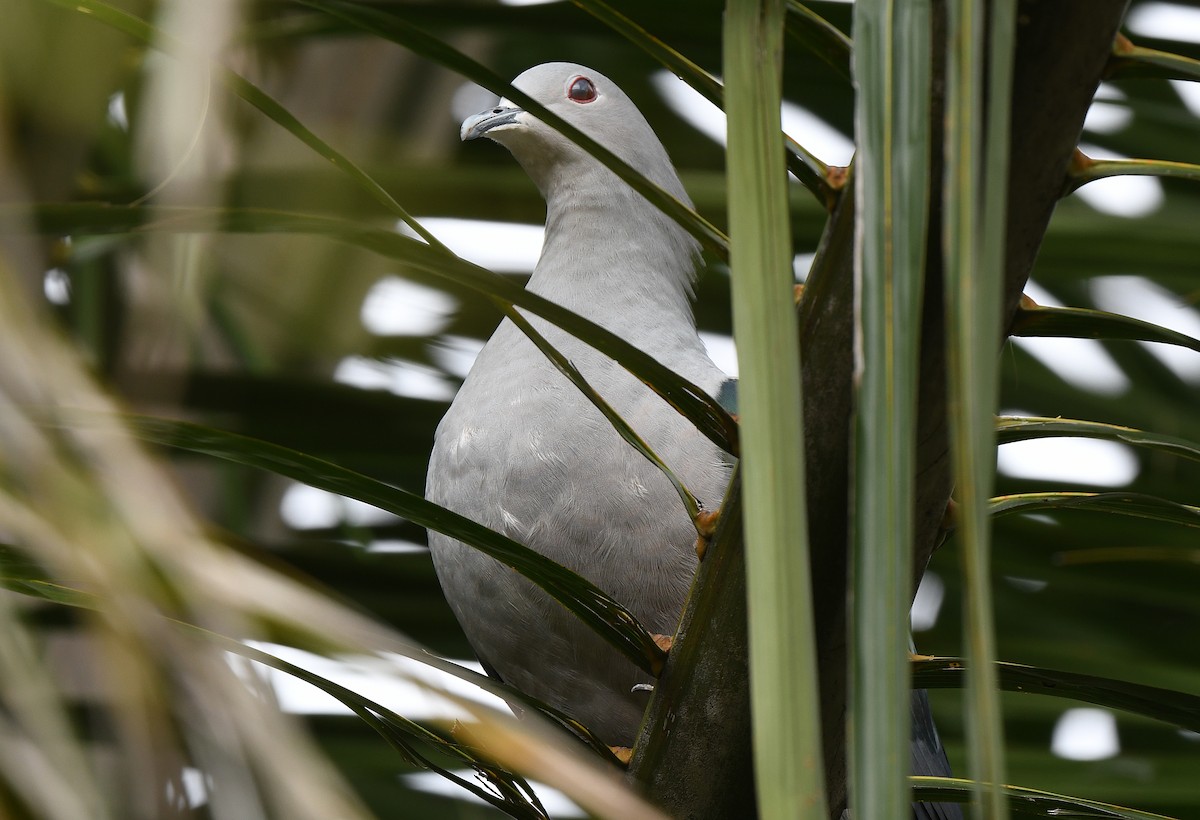 Green Imperial-Pigeon - ML289117521