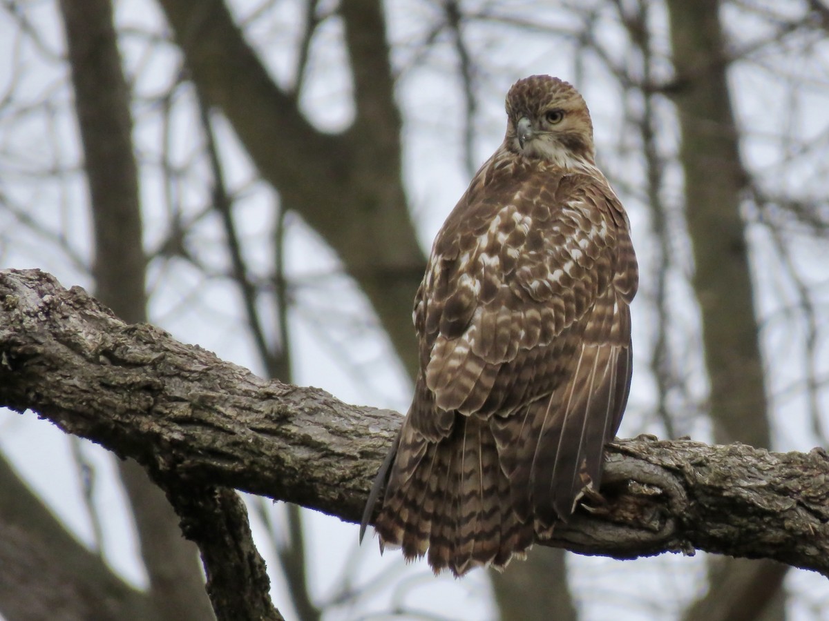 Red-tailed Hawk - Seth McComsey