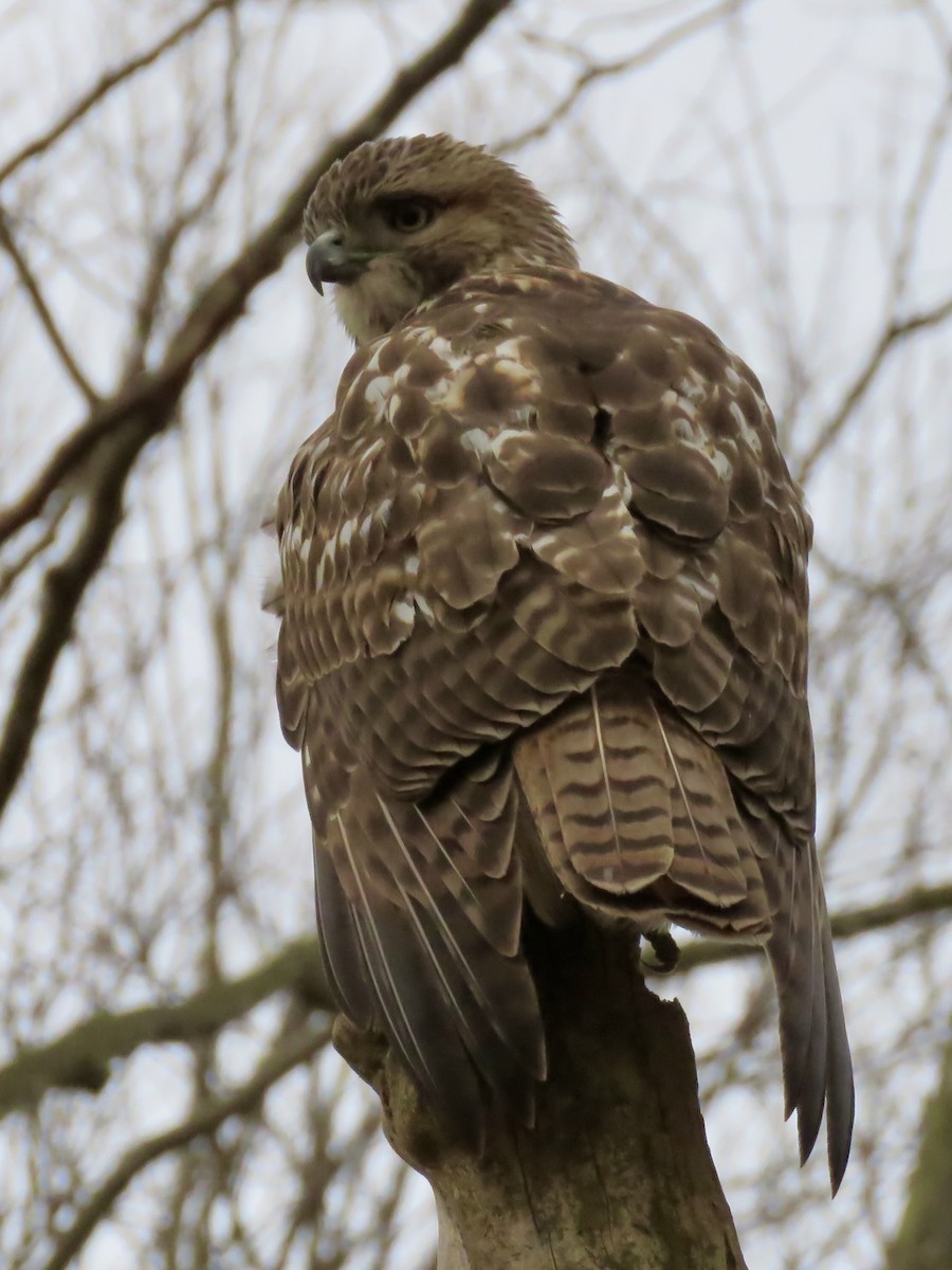 Red-tailed Hawk - ML289118941