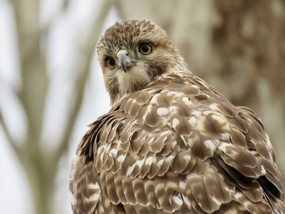 Red-tailed Hawk - ML289118991