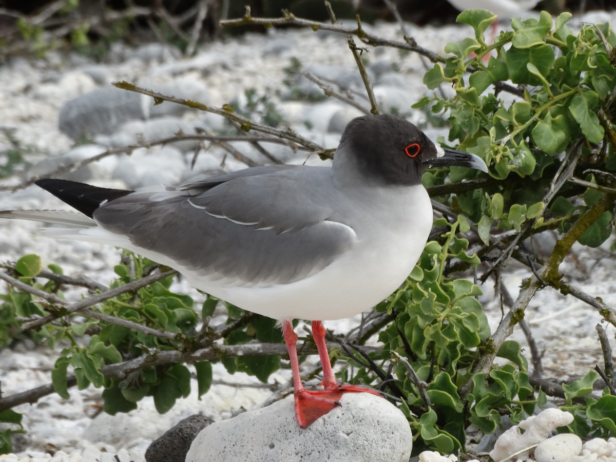 Swallow-tailed Gull - ML289119101
