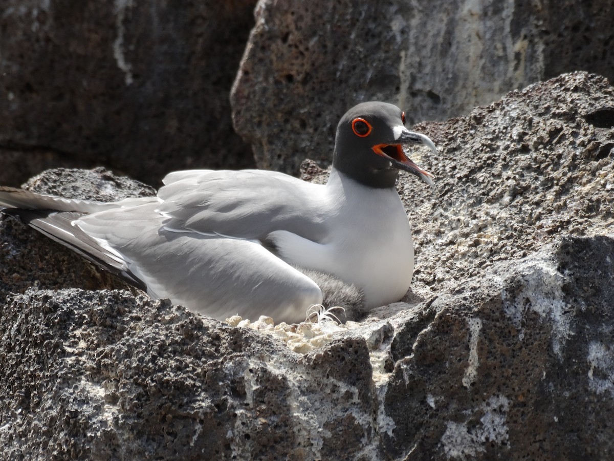 Swallow-tailed Gull - ML289119381